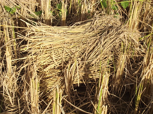 thailand rice farming grain harvest crops agriculture chiangrai wiangkaen