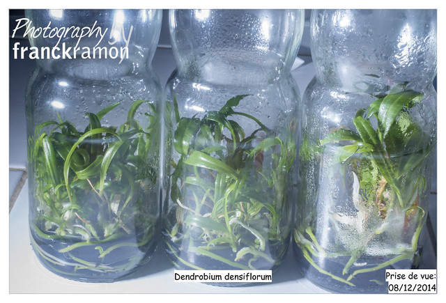 Mes essais in vitro avec les orchidées exotiques 15952285246_c85cb93e2e_z
