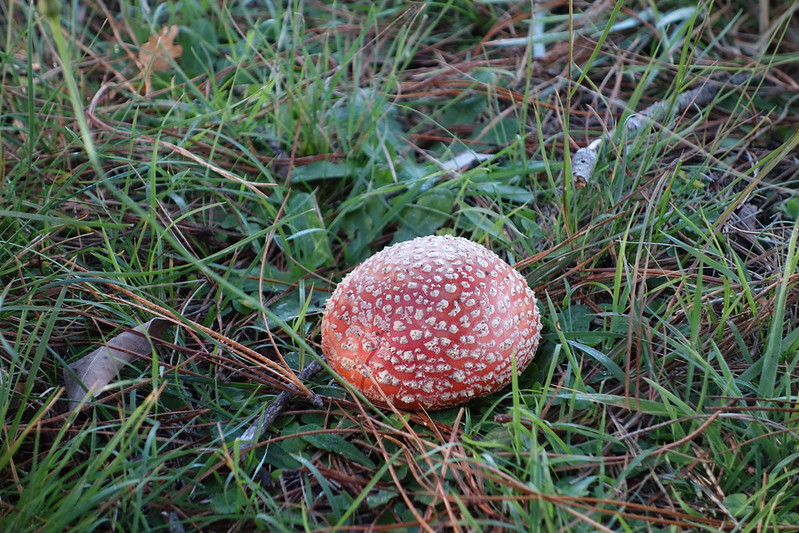 Mushroom foraging adventure
