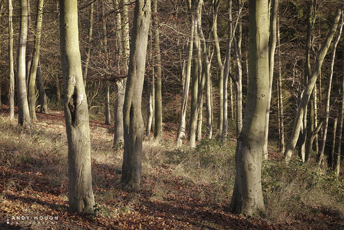 wood trees england sunshine woodland unitedkingdom sony beech wallingford southoxfordshire a99 sonyalpha andyhough slta99v littlewittenhamwood andyhoughphotography