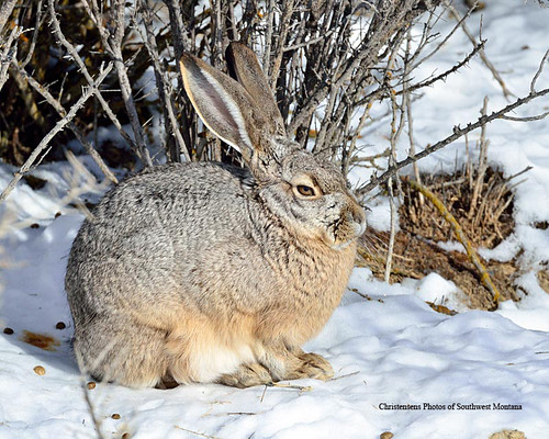 winter rabbit bunny nature nikon hare wildlife tamron jackrabbit blacktailed bradchristensen dillonbeaverheadbeaverheaddeerlodgenationalforest photosofsouthwestmontana