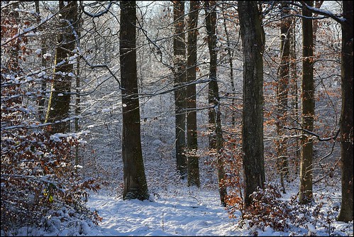 trees winter snow forest nikon contemporary hiver sigma arbres neige d7100 foréts 1770f284dcoshsmc