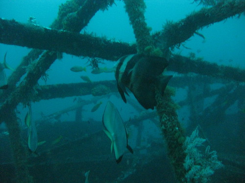 Wreck of the Alma Jane, Sabang, Puerto Galera