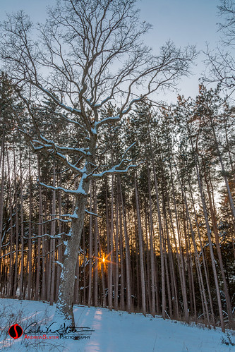 trees sunset snow cold ice nature wisconsin forest canon landscape frozen twilight place unitedstates trail freeze waukesha landscapephotography retzernaturecenter discoverwisconsin travelwisconsin 5dmarkiii