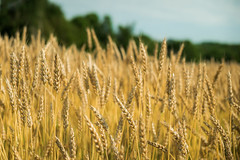 trigo

wheat