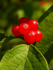 Translucent red, mushy berries remain on fruit through December
Simple, opposite leaves with fine hairs