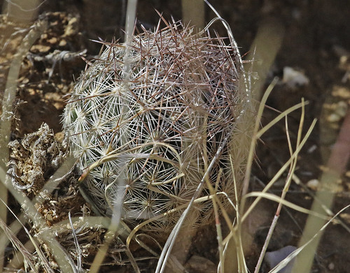 cactus flower nm cactaceae wildflower caryophyllales escobaria escobariavivipara spinystar sevilletanwr socorroco