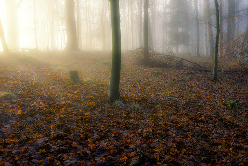trees light mist misty fog woodland landscape mood sony broadway foggy cotswolds worcestershire a6000 jactoll