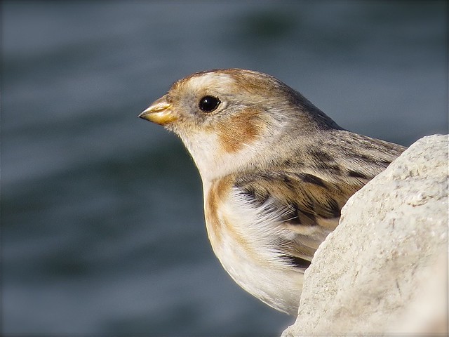 Snow Bunting at Gridley Wastewater Treatment Ponds 07