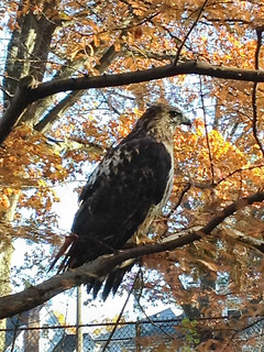 red-tailed hawk