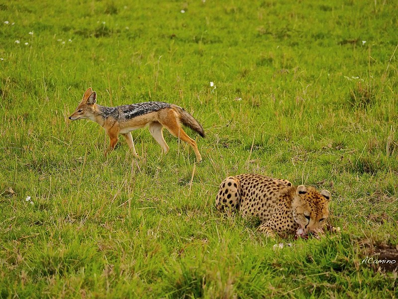 Gran dia en el M.Mara viendo cazar a los guepardos - 12 días de Safari en Kenia: Jambo bwana (66)