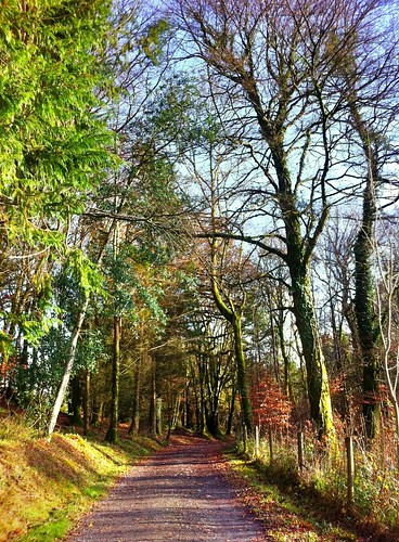 road autumn trees ireland irish fence woodland countryside path cork newmarket hff islandwood iphone4 uploaded:by=flickrmobile flickriosapp:filter=nofilter ilobsterit