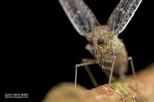 Derbid planthopper (Derbidae) - DSC_2784