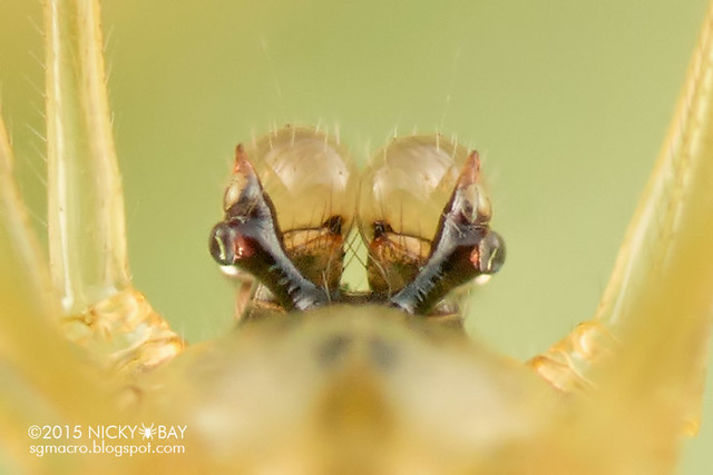 Daddy-long-legs spider (Pholcus atrigularis) - DSC_5895_magnify