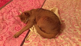 Sahara sleeping on the laundry bag
