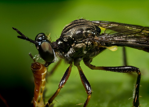 quebec eating robberfly laccayamant