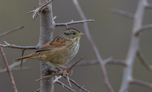 bird sparrow waterfordfarm maryland swampsparrow melospizageorgiana melospiza bonniecoatesott woodbine quad