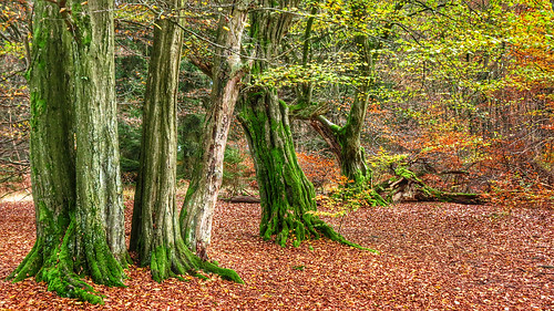 november autumn fall fairytale geotagged moss beech urwald reinhardswald geo:lat=5153802872 geo:lon=951237392 fagusmuscuspodius