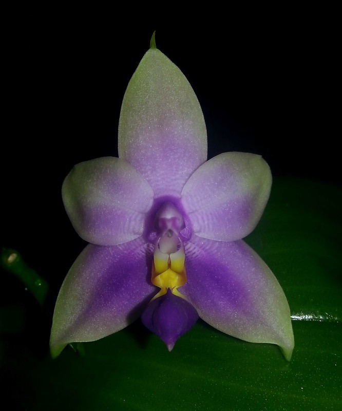 Phalaenopsis bellina x violacea (Samera) 15831897922_1174b66eae_c