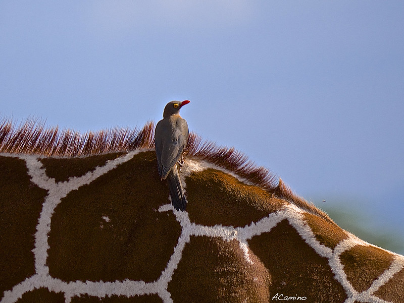 Safari en Samburu: Jirafas, Elefantes, Leones, Guepardos y muchísimos pájaros - 12 días de Safari en Kenia: Jambo bwana (77)