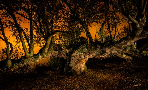 longexposure nightphotography trees oak logan navarra darklogan1