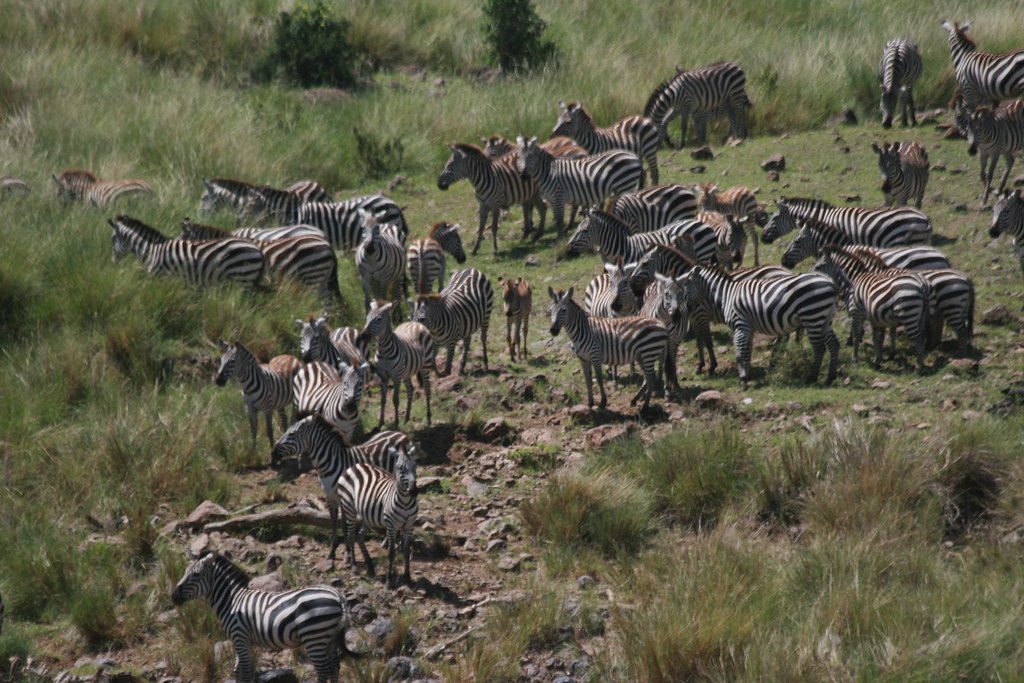 MASAI MARA IV - MEMORIAS DE KENIA 14 días de Safari (29)