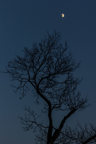 november blue trees sunset moon cold tree fall silhouette boston canon 50mm twilight branch bare branches reservoir civil lonely f18 18 stark brookline lunar halfmoon nifty chestnuthill 2014 niftyfifty 60d