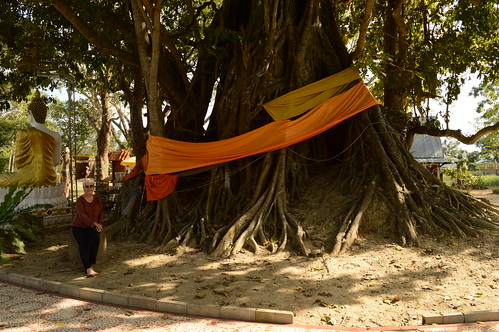 tree thailand shrine religion buddhism ficus sacred chiangrai ประเทศไทย ศาสนาพุทธ wiangchai