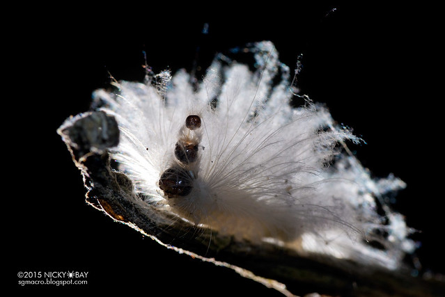 Multi-headed caterpillar - DSC_6959