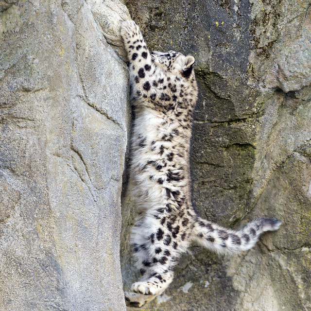 Climbing snow leopard cub