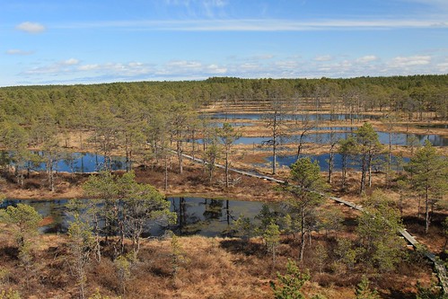 blue water forest landscape estonia lahemaa viruraba virubog blatics