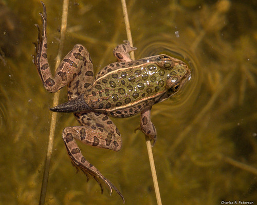 animal closeup patterns wildlife amphibian frog northernleopardfrog metamorph anura amphibia ranidae lithobatespipiens panasonic14140 charlesrpeterson petechar panasonicgx85