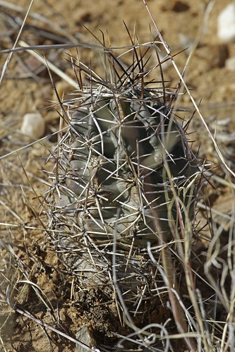 cactus flower nm cactaceae pinkflowerhedgehogcactus echinocereusfendleri caryophyllales coreeudicots sevilletanwr socorroco fendlershedgehog fendlershedgehogcactus wildflower2014