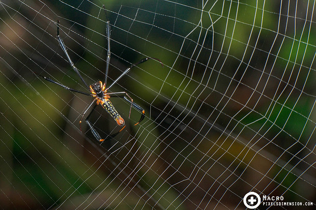 A Giant Golden Orb Web Spider building her web- Nephila pilipes ♀