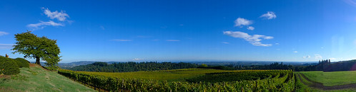 panorama tree clouds oregon landscape october skies clear willamettevalley redhillsofdundee redhillsvineyard