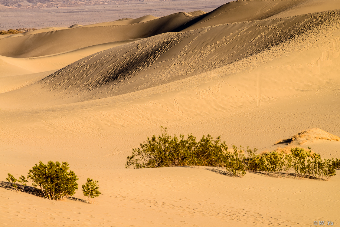 CA trip Sand Dune and Borax-3