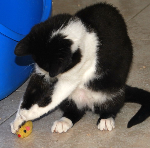 Mafalda, gatita blanquinegra mimosísima y guapa esterilizada, nacida en Octubre´14, en adopción. Valencia. ADOPTADA. 16090979778_dc922dc4dc