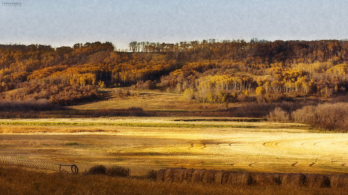 autumn trees canada fall landscape valley fields saskatchewan bales stubble