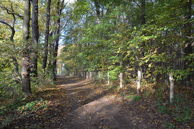 Jungfernheide Forst Berlin_ autumn tree-lined path