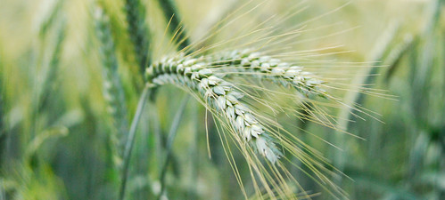 barley spring nahaufnahme frühling gerste 2011