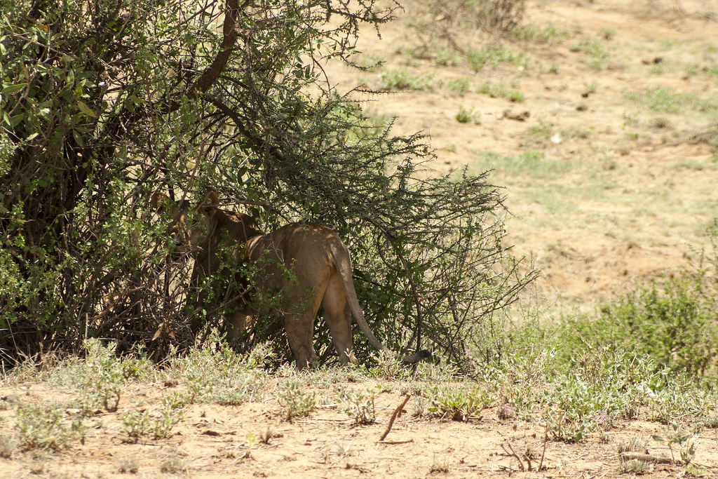 MEMORIAS DE KENIA 14 días de Safari - Blogs de Kenia - SAMBURU II (26)