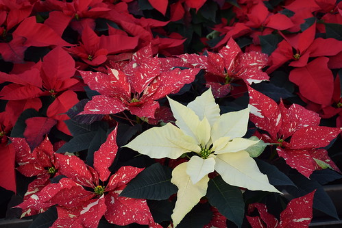 The beautiful poinsettia stands as a decoration on its own. NRCS photo by Analia Bertucci.