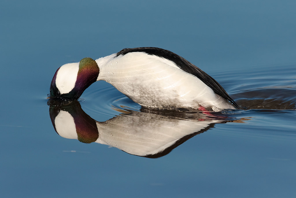 A male bufflehead dives under the water to feed