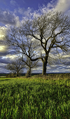 trees sky scotland sony perthshire perth crops alpha