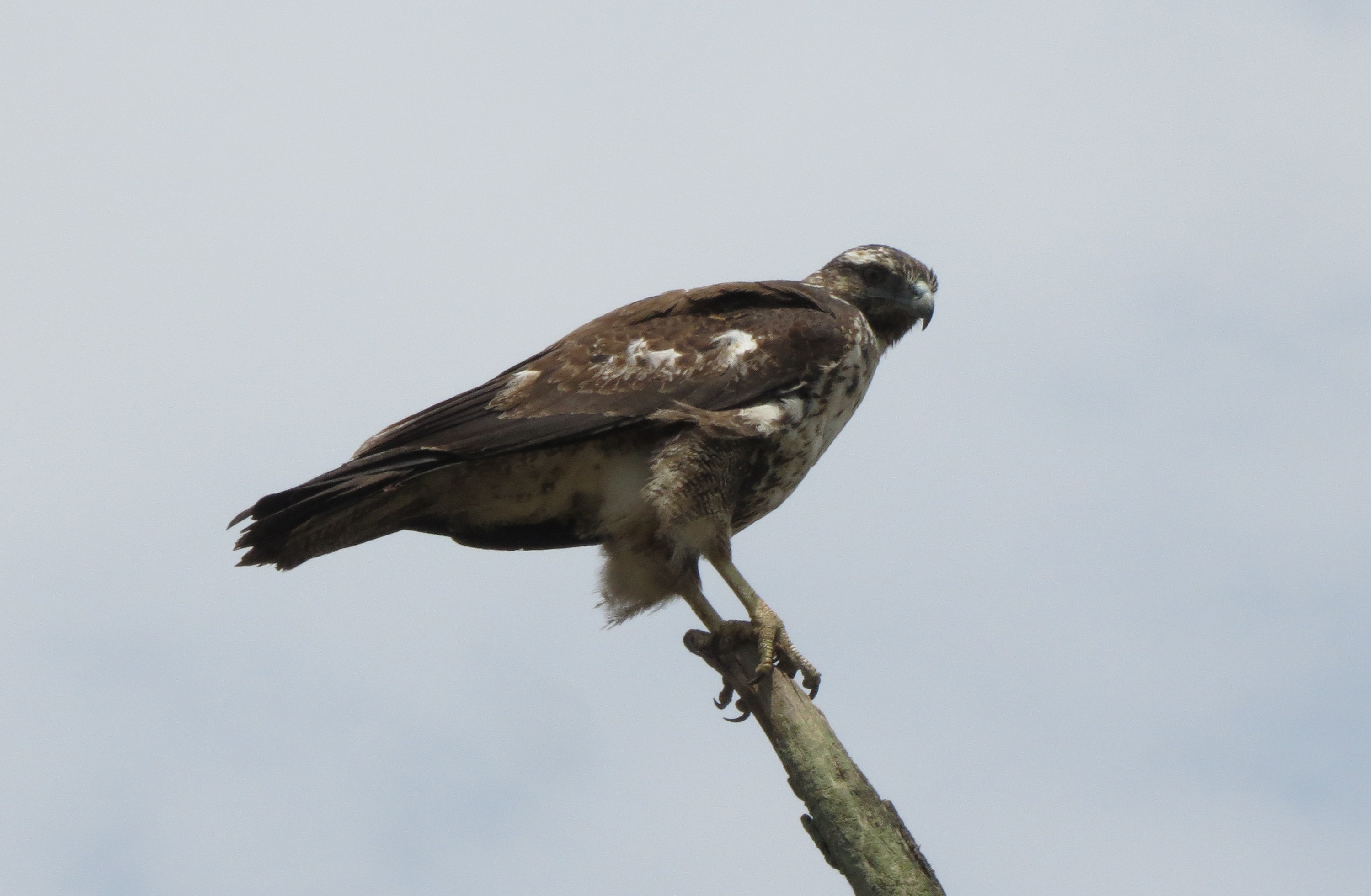 Black-chested Buzzard-Eagle / Aguilucho de Pecho Negro (Geranoaetus melanoleucus) en las Lomas de Lachay