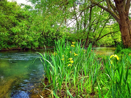 iris wild plant flower green nature yellow river landscape windrush