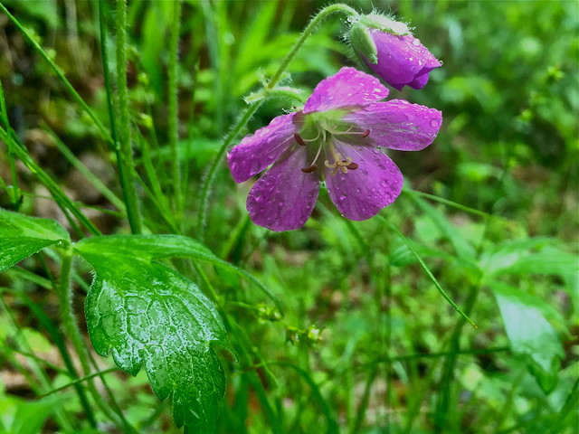 wild geranium after a rain