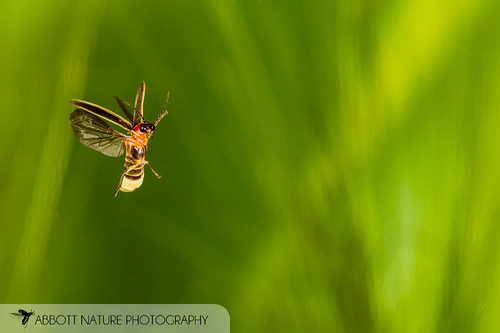 animals photography us unitedstates alabama behavior technique gordo hexapoda highspeedflash polyphaga insectainsects flyingflight coleopterabeetle arthropodaarthropods lampyridaefireflies organismseukaryotes invertebratainvertebrates