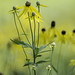 Wildflower Meadow - 3rd Place Flora - Dan Bernskoetter