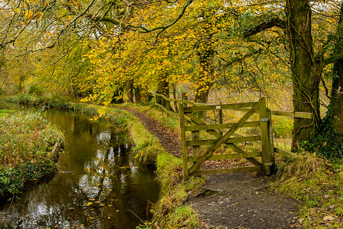 wood autumn trees water leaves canon canal path devon tamron tavistock 700d